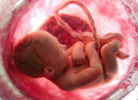 El útero, el “Palacio del feto”
